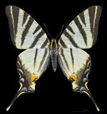 Iphiclides podalirius MHNT CUT 2013 3 9 Male Dos Cahors.jpg