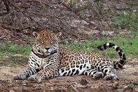 Jaguar (Panthera onca palustris) male Rio Negro.JPG