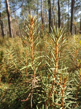 Багульник болотный в сентябре. Гидрологический заказник «Острова Дулебы». Беларусь