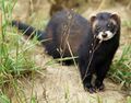 Mustela putorius 01-cropped.jpg