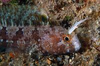 Parablennius tentacularis 22-07-05 1.jpg
