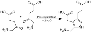 Porphobilinogen Biosynthesis.png