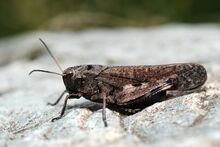 Psophus stridulus Male (3787851187).jpg