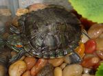Redearedslider2.JPG