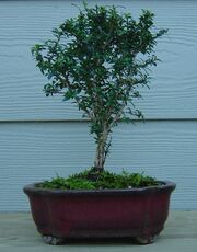 Serissa foetida bonsai RappVa.jpg