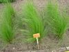 Stipa tirsa - Berlin Botanical Garden - IMG 8583.JPG