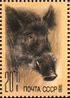 The Soviet Union 1988 CPA 5998 stamp (Wild boar).jpg