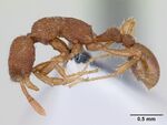 Tyrannomyrmex dux casent0178233 profile 1.jpg