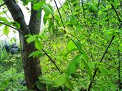 Ulmus glabra-tr.JPG