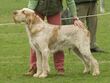 05042336 Spinone orange.jpg