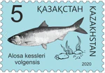 Alosa Kessleri Volgensis 2020 Stamp of Kazakhstan.jpg