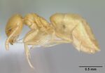 Aptinoma mangabe casent0106175 profile 1.jpg