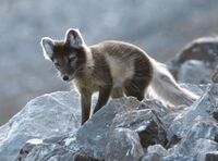 Arcticfox-3.jpg