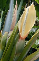 Arum flower.jpg