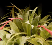 Billbergia x windii01 ies.jpg