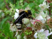 Bombus norvegicus.jpg