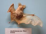 Cardioderma cor - Museo Civico di Storia Naturale Giacomo Doria - Genoa, Italy - DSC02562.JPG