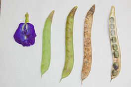Clitoria ternatea beans.jpg