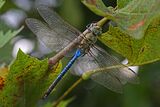 Common Green Darner (male) - Anax junius, Bles Park, Ashburn, Virginia - 7680751954.jpg