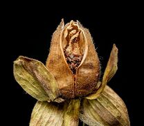 Digitalis purpurea 05 ies.jpg