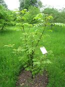 Dipteronia sinensis - Berlin Botanical Garden - IMG 8607.JPG