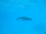 Dugong Lamen Island Epi Vanuatu.jpeg