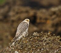Fálki (Falco rusticolus) - Gyr Falcon.jpg