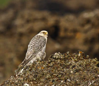 Fálki (Falco rusticolus) - Gyr Falcon.jpg