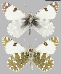 GL.9344 Euchloe ausonia m.jpg