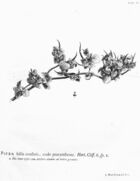 Hortus Cliffortianus IV Piper (Peperomia pellucida).jpg