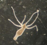 Hydravulgaris.jpg