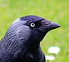 Jackdaw - up close and personal (552502080).jpg
