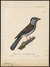 Leptosomus discolor - 1825-1834 - Print - Iconographia Zoologica - Special Collections University of Amsterdam - UBA01 IZ16700267.tif