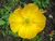 Mohnblume gelb.jpg
