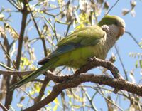 Myiopsitta monachus monachus 3.JPG