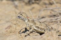 Phrynocephalus helioscopus 160878020.jpg