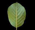 Rhamnus frangula 11 ies.jpg