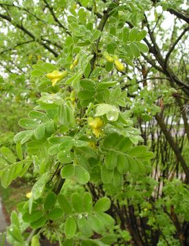 Siberian Pea shrub.jpg