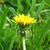 Taraxacum officinale 100.jpg