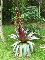 Alcantarea imperialis 2.jpg