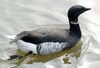 Black.brant.slimbridge.march2007.arp.jpg