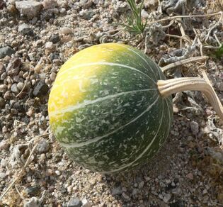 Cucurbita palmata 3.jpg