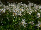 Erythronium montanum 20923.JPG