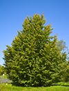 Fagus sylvatica 018.jpg