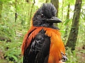 Hooded Pitohui 4.jpg