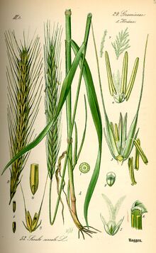Illustration Secale cereale0.jpg