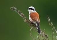 Lanius collurio vogelartinfo chris romeiks R7F6269.jpg