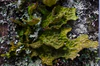 Lobaria pulmonaria 2.jpg