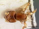 Melissotarsus emeryi casent0101465 dorsal 1.jpg