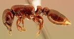 Metapone emersoni casent0003116 profile 1.jpg